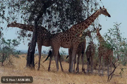 Giraffa camelopardalis peralta.  Formerly Giraffa peralta, West African Giraffe, Nigerian Giraffe, White Giraffe.