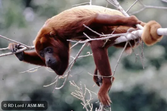 Formerly Alouatta seniculus arctoidea.  Also as Caracas Howler Monkey|Ursine Howler Monkey.