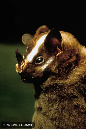 Close-up of head showing nose-leaf, side view.  Formerly Vampyrodes caraccioli major.