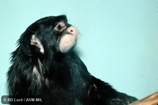 Also as Moustached Tamarin|Mustached Tamarin.  Formerly Cebidae (Callitrichinae).