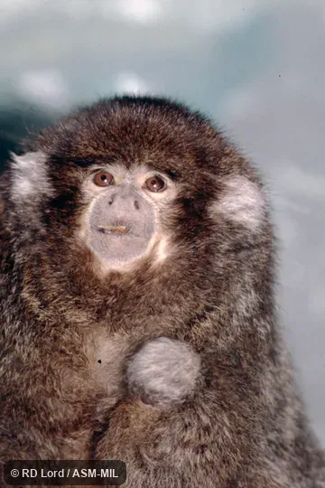 Formerly Callicebus donacophilus.  Also as Bolivian Gray Titi, Bolivian Titi, Bolivian Titi Monkey, d'Orbigny's Titi, Reed Titi.