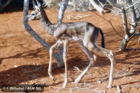 Juvenile. Also as Clarke's Gazelle. Juvenile. Also as Clarke's Gazelle.