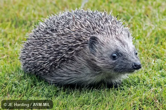 Formerly Erinaceomorpha.  Also as Brown-breasted Hedgehog|Common Hedgehog|European Hedgehog|Northern Hedgehog.