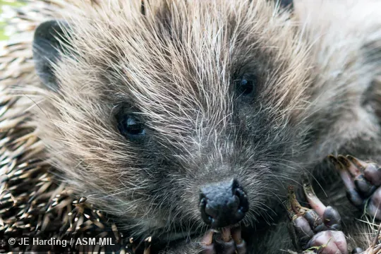 Formerly Erinaceomorpha.  Also as Brown-breasted Hedgehog, Common Hedgehog, European Hedgehog, Northern Hedgehog.