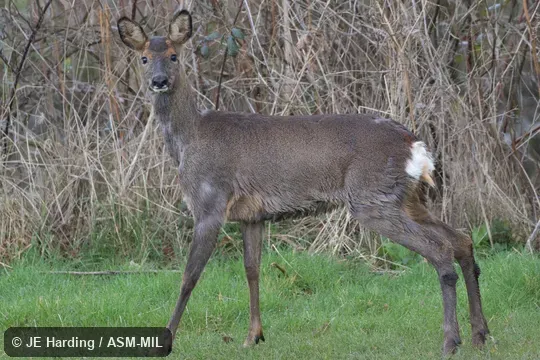 Adult female.  Also as European Roe Deer.
