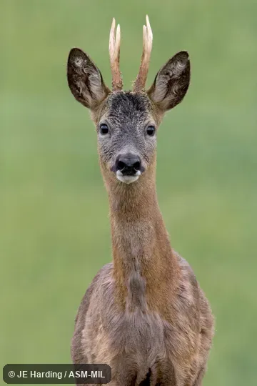 Adult male with hard antlers.  Also as European Roe Deer.