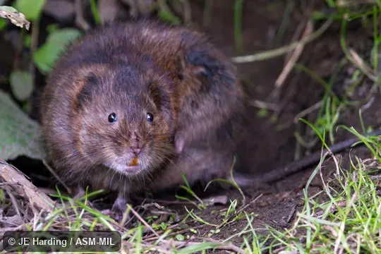 Also as European Water Vole, Water Vole.