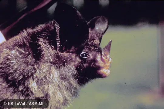 Close-up of head, oblique view.  Formerly Tonatia saurophila bakeri.
