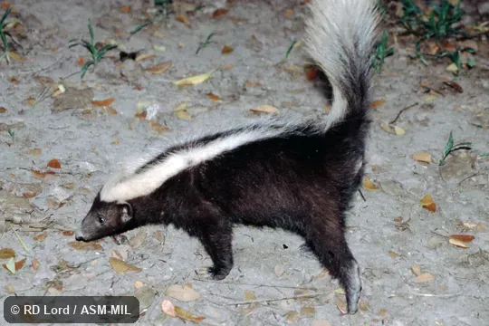 Individual of 1005806