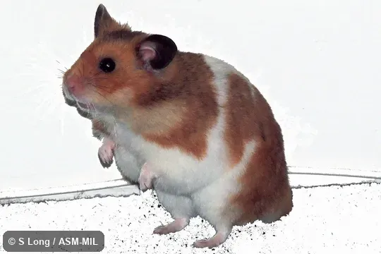 Captive pet.  Also as Syrian Golden Hamster|Syrian Hamster.