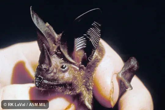 Oblique close-up, showing nose-leaf and ears.  Formerly as Lophostoma silvicolum.