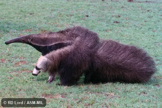 Also as Ant Bear, Great Anteater.