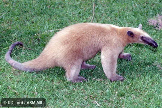 Also as Golden Anteater.