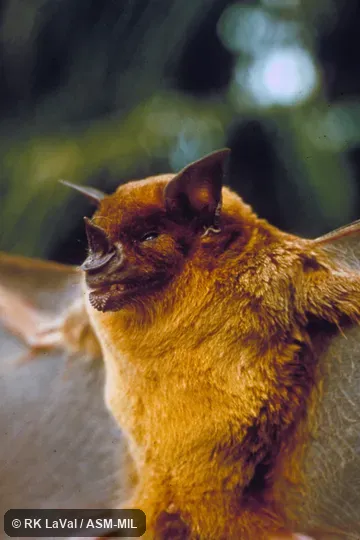 Close-up ventral view of head and body