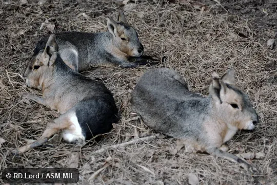 Also as Mara, Patagonian Cavy, Patagonian Hare.