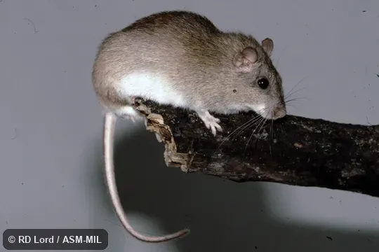 Captured in Venezuela, Lara state, Usera.  Also as La Guaira Spiny-rat, La Guaira Spiny Rat.