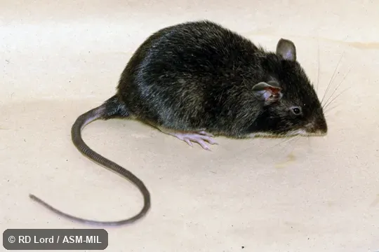 Captured in Venezuela, Aragua state, Henri Pittier National Park.