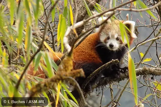 Also as Lesser Panda, Fire Fox, Golden Dog, Bear Cat, Himalayan Red Panda.
