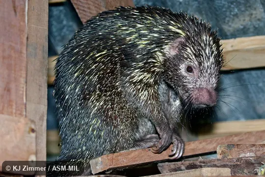 Formerly part of Coendou quichua, Quichua Porcupine.  Also as Andean Porcupine.