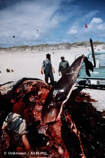 Formerly in order Cetacea.  Formerly as Physeter catodon.  Near-term fetus.  Also as Cachalot, Pot Whale, Spermacet Whale.