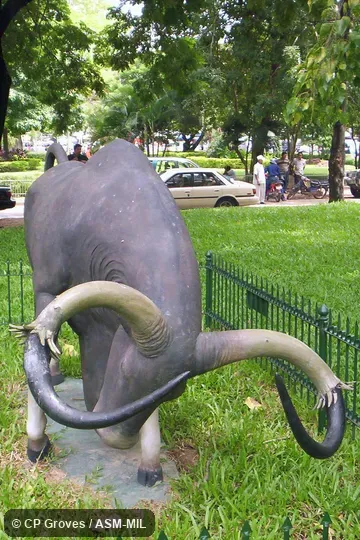 Statue of adult male showing distal splitting of horns.  Also as Gray Ox|Indochinese Forest Ox.