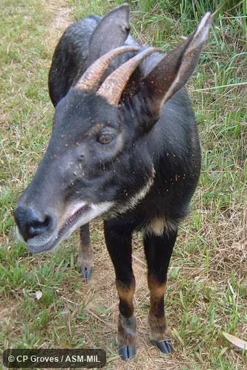 Formerly Capricornis milneedwardsi maritimus, Chinese Serow.  Also as Capricornis maritimus, Indochinese Serow.