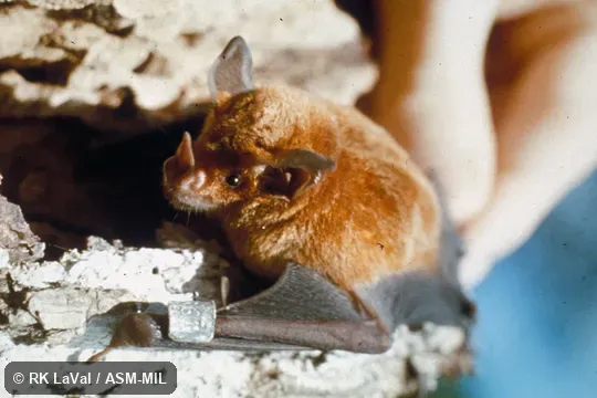 Oblique view, showing face.  Also as Yellow-throated Bat|Yellow-throated Big-eared Bat.