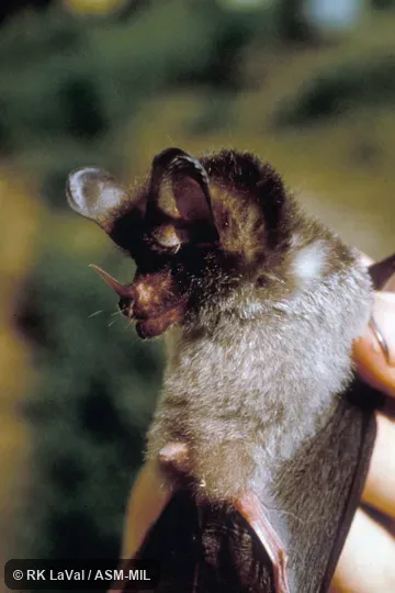 Close-up ventro-lateral view of head and body.  Also as Crested Big-eared Bat.