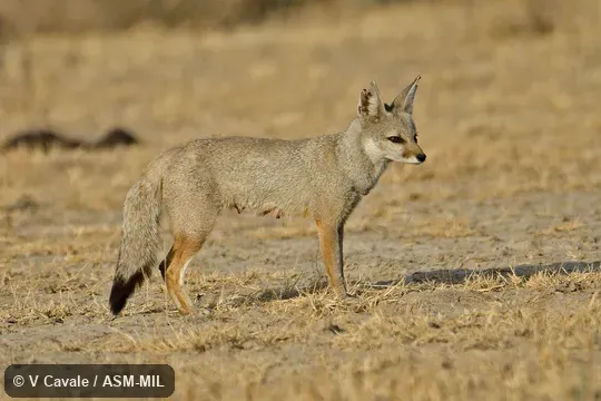 Lactating.  Also as Bengal Fox.