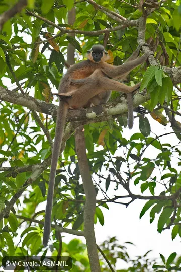 Trachypithecus pileatus pileatus, Blond-bellied Capped Langur|Buff-bellied Langur|Buff-bellied Capped Langur|Orange-bellied Capped Langur|Orange-bellied Capped Leaf Monkey|Orange-bellied Langur.  Also as Bonneted Langur|Capped Leaf Monkey|Capped Monkey.