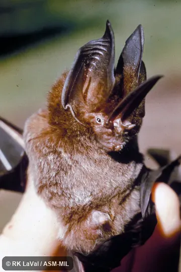 Close-up ventral view of head and body.  Also as Tomes's Sword-nosed Bat.