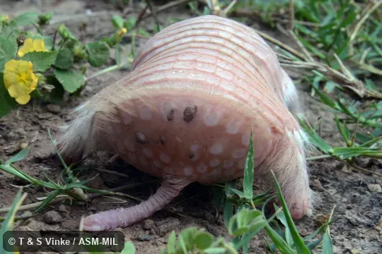 Image in Mammalian Species Account 947.  Also as Burmeister's Armadillo|Burmeister's Fairy Armadillo|Chacoan Fairy Armadillo|Greater Pichiciego.