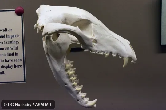 Also as Hyena Opossum, Marsupial Wolf, Tasmanian Tiger, Tasmanian Wolf, Zebra Wolf.