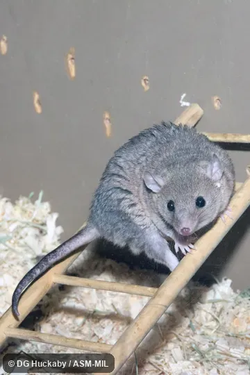 Also as Brazilian Bare-tailed Opossum|Brazilian Gray Short-tailed Opossum|Gray Opossum|Gray-faced Opossum|Laboratory Opossum|Plain Bare Tail|Short Bare-tailed Opossum|Short-tailed Opossum.