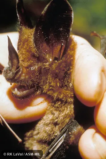 Close-up of head, oblique view.  Also as Cozumel Spear-nosed Bat.