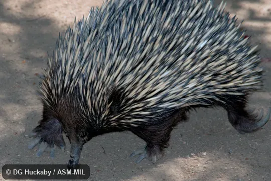 Also as Australian Echidna, Short-nosed Echidna, Spiny Anteater, Bristly Echidna.