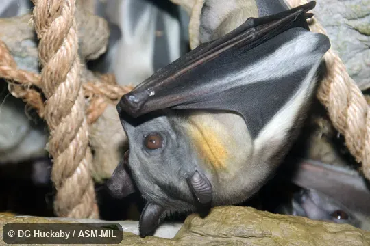 Also as Pale Xantharpy, Straw-colored Flying Fox, Straw-colored Fruit Bat.
