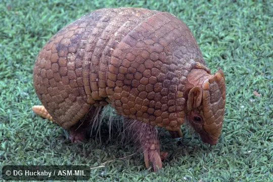 Also as Azara's Domed Armadillo, La Plata Three-banded Armadillo.