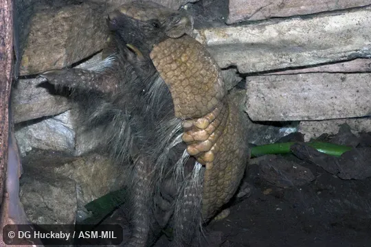Also as Azara's Domed Armadillo, La Plata Three-banded Armadillo.