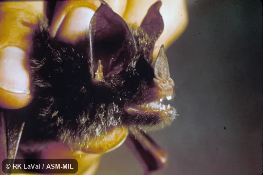 Close-up of head, oblique view.  Also as Davies's Graybeard Bat|Graybeard Bat.