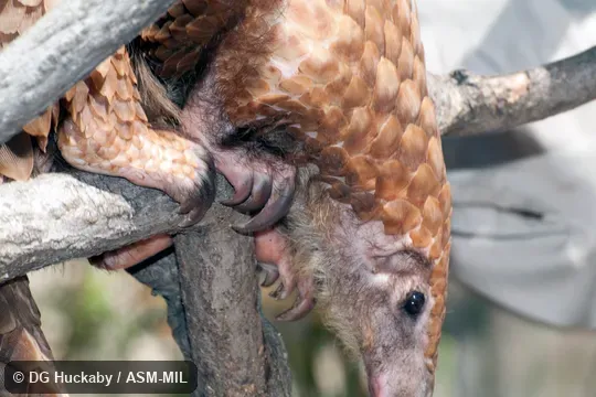 Formerly as Manis tricuspis.  Also as Tree Pangolin, African White-bellied Pangolin, African Tree Pangolin, Three-cusped Pangolin, Common African Pangolin.