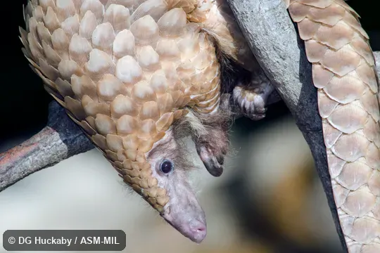 Formerly as Manis tricuspis.  Also as Tree Pangolin, African White-bellied Pangolin, African Tree Pangolin, Three-cusped Pangolin, Common African Pangolin.