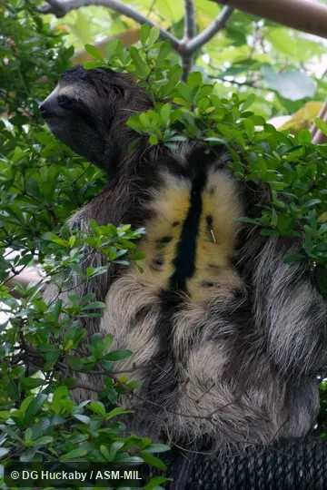 Also as Brown-throated Sloth.