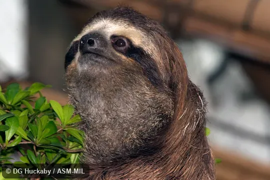 Also as Brown-throated Sloth.