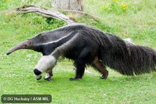 Also as Ant Bear, Great Anteater.