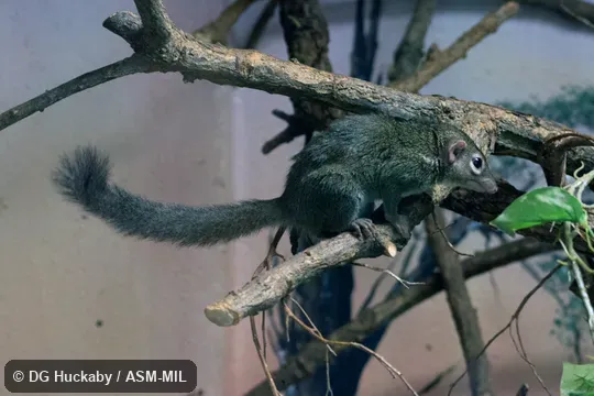 Also as Chinese Treeshrew.