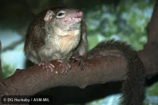 Also as Chinese Treeshrew.