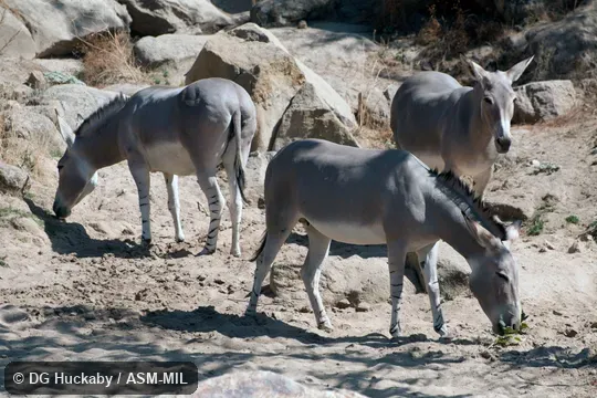Equus africanus somalicus (= somaliensis), Somali Wild Ass.  Also as Equus asinus somalicus.