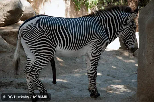 Also as Imperial Zebra.
