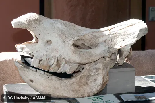 Lateral view of skull of adult.  Also as Square-lipped Rhinoceros, Southern White Rhinoceros.